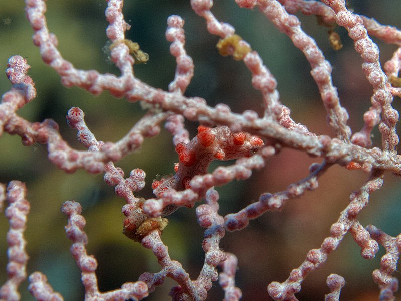 Pygmy Seahorse, Mirkos Point